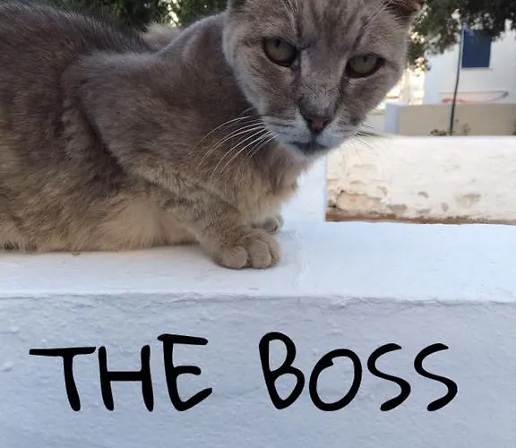 Appartement Jorgos Pollonia